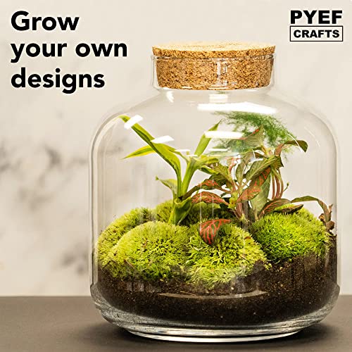 Terrarium Kit, Succulents & Indoor Plants Set DIY | Starter Pack for Any Plant – Build Your Own Ecosystem – Supplies for 64 fl oz Jar or Pot – (Jar & Plants Not Included)