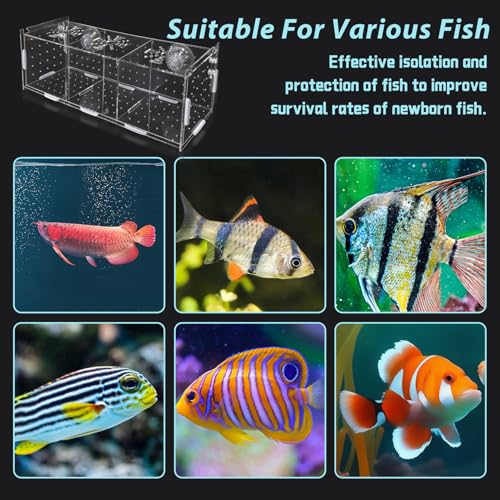 PINVNBY Acrylic Fish Breeding Box，Guppy breeding Box Acrylic Fish Isolation Box Aquarium Incubator with Suction Cups for Guppy Shrimp Small Baby Fishes（3.9 x 3.9 x11.8 in） - size: L(3.9 * 3.9 * 11.8in)
