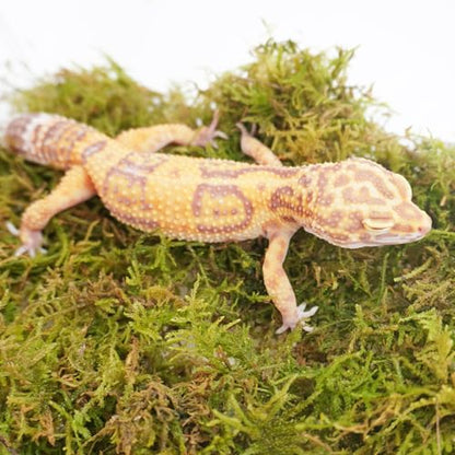 Leopard Gecko Moss Substrate 4oz, Reptile Terrarium Accessories for Habitat Decor Supplies, Burrowing Bedding for Lizards