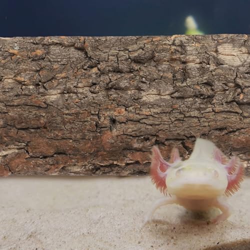 Totority 3pcs Bark Backdrop for Reptile Tanks Aquarium Background and Lightweight Terrarium Decoration Creates Comfortable Habitat for Lizard Snake Fish