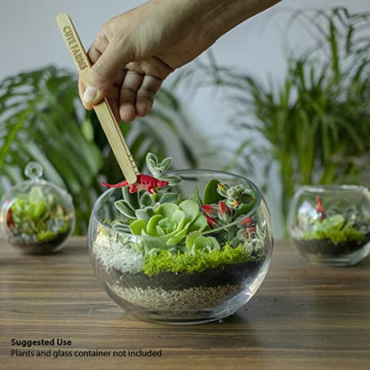 Cute Farms Terrarium Starter Kit | Moss, Vermiculite, Soil, Pebbles, Plant Food, Finishing Tools, Build and Care Guide | DIY Succulent Terrarium for Adults and Kids (Large) - size: Large Kit