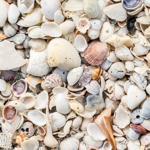 GARDENWISE Natural Organic Sea Shell Mulch for Gardens and Landscaping – Decorative and Nutrient-Rich, 0.5–3-Inch Shells, Perfect for Indoor and Outdoor Use (0.2 CF - 4.8 L - 5 QTS) - color: Sea Shell Mulch, size: 0.2 CF - 4.8 L - 5 QTS