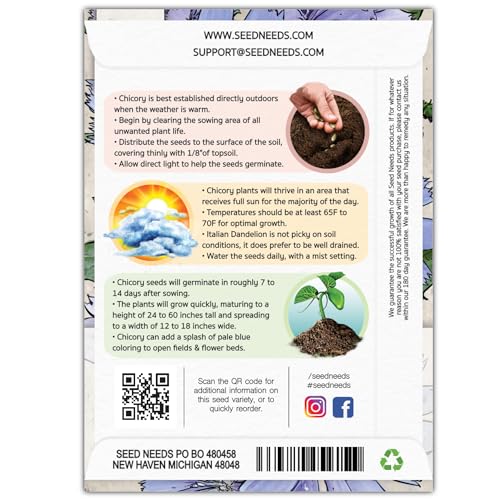 Seed Needs Chicory Seeds to Plant Italian Dandelion Blue Flowers 5 Packs - size: 5 Packs, style: Italian Dandelion
