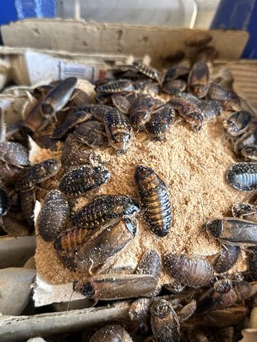 3 LB Premium Dubia Roach & Cricket Chow - size: 3 LB