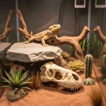 CTWPets T-Rex Skull Fossil Head Tank Ornament – Large Dinosaur Bone Decoration for Fish Tanks, Lizard Terrariums, Gecko or Reptile Enclosures – 5.7" Resin Jurassic Statue for Aquascape & Pet Habitat