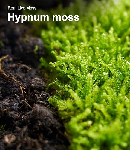 Real Live Hypnum Moss (8"x8") – Natural Sheet Moss for Terrariums, Bonsai, Reptile Habitats & Fairy Gardens – Reusable, Easy to Shape & Revives Quickly with Mist