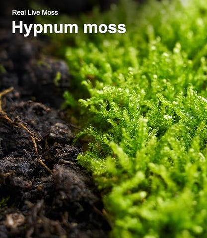 Real Live Hypnum Moss (8"x8") – Natural Sheet Moss for Terrariums, Bonsai, Reptile Habitats & Fairy Gardens – Reusable, Easy to Shape & Revives Quickly with Mist