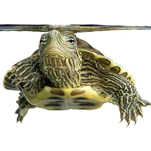 Healthy Herp Dragon Treat Grasshoppers - All Natural, Nutritious Turtle Food, Bearded Dragon Tank Accessories - for Bearded Dragons, Box Turtles, Aquatic Turtles - 0.56 oz (16g)