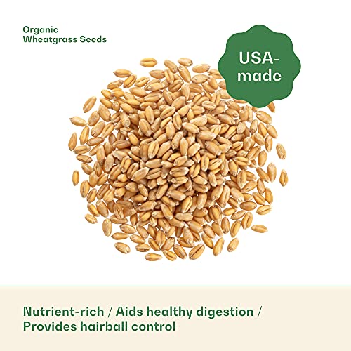 Rose & Branch Organic Wheat Grass Seeds for Indoor Cats - Cat Grass Seeds - 16 Ounces - 100% Organic Non-GMO - Hard Red Wheat - Harvested in USA - Easy to Grow