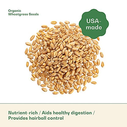 Rose & Branch Organic Wheat Grass Seeds for Indoor Cats - Cat Grass Seeds - 16 Ounces - 100% Organic Non-GMO - Hard Red Wheat - Harvested in USA - Easy to Grow
