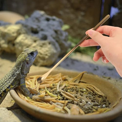 Housoutil 3pcs Reptile Feeding Spoon Handle Lizard Food Scoop for Bearded Dragons Geckos More Easy to Use for Pet Owners Gold - color: As Shown 3