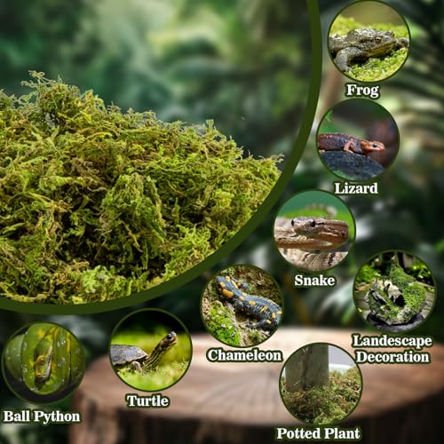 RAINFLOW Sphagnum Moss for Reptiles - 7 Oz Reptile Moss Peat Terrarium Moss Bedding Reptiles Lizard Substrate for Reptile Tank, Snake, Leopard Gecko, Ball Python, Crested Gecko, Turtle, Frog, Hamster