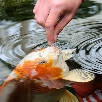 TetraPond Pond Sticks, Pond Fish Food, for Goldfish and Koi, 1.72 Pounds - size: 1.72 Pound (Pack of 1)