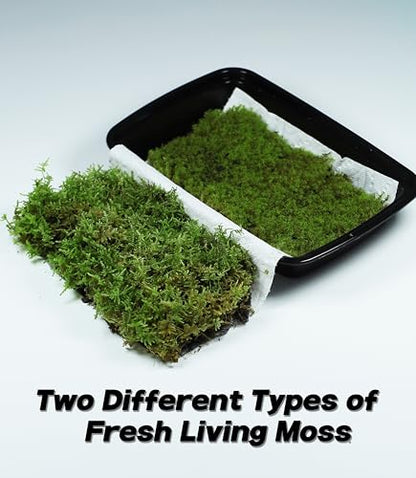 Live Moss Duo Pack – 2 Varieties Mixed Moss for Reptile Terrariums, Amphibian Habitats, Bonsai, Vivariums & Indoor Plant Projects