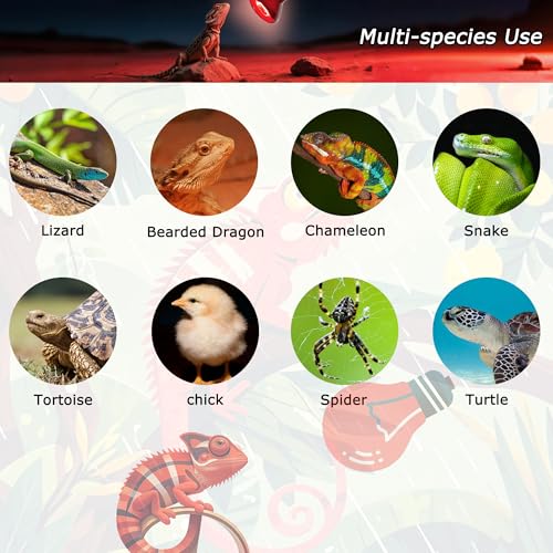 Reptile Red Heat Bulb 75W – Infrared Night Lamp for Lizards and Snakes, 2000H Lifespan, E26 Socket - color: Red Infrared, size: 75W-2.5″