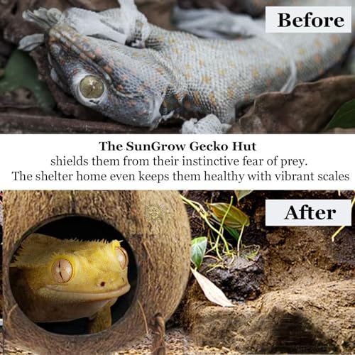 SunGrow Crested Gecko, Snake & Ball Python Coco Hut, Treat & Food Dispenser, Climbing Porch, Hiding, Ideal for Reptiles, Amphibians (with Ladder)