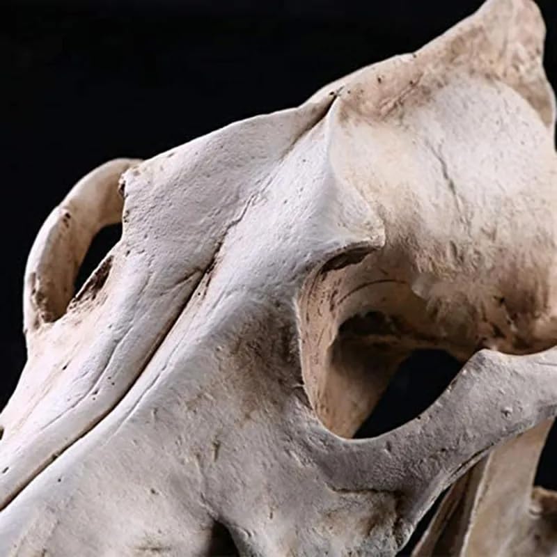 Resin Wolf Skull Wolf Skull Model Decoration Craft Film Props Collection Crafts Home Decoration Garden Decoration