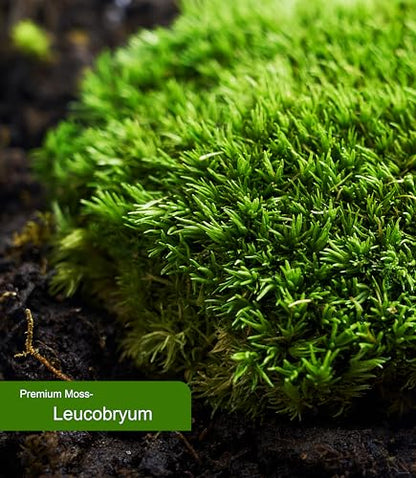 Live Moss – Leucobryum Moss (2 Sheets, Each Approx. 3.5"x7") for Terrariums, Bonsai, Potted Plants & Natural Moss Art – Cushion-Style Texture, Naturally Grown, Reusable, Not Artificial