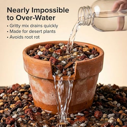 Molly's Succulent Mix - Premium Gritty Soilless Potting Mix for Succulents, Cactus and Bonsai - Contains Akadama, Hyuga, Bark Fines, Pumice, Lava Rock, Mycorrhizae 3 Dry Quarts - size: 3 Dry Quarts, style: Succulents & Cacti