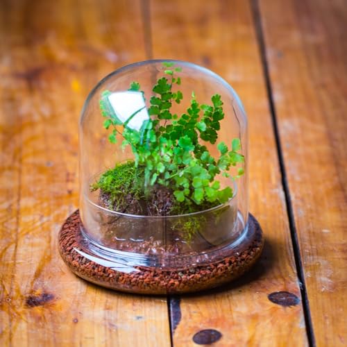 Small Glass Cloche Dome with Base for Plants 5.9 x 5.9 x 5.7 Inch | Clear Glass Cloche Bell Jar - Home Tabletop Display Terrarium, Indoor Decorative (No Plants Included)