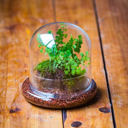 Small Glass Cloche Dome with Base for Plants 5.9 x 5.9 x 5.7 Inch | Clear Glass Cloche Bell Jar - Home Tabletop Display Terrarium, Indoor Decorative (No Plants Included)