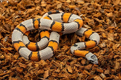 ReptiChip Reptile Substrate Coconut Chip Bedding 72 Quart Compressed Organic Coco Husk Block for Snake Habitat, Ball Python Terrarium, Turtle Tanks, Tortoise Enclosure (10 Pk) - size: 10 Pack Breeder Bundle