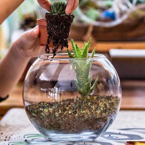 Doter Terrarium Potting Soil Mix 4qt, Custom Made for Terrariums, Perfect for Vibrant Miniature Gardens - size: 4qt