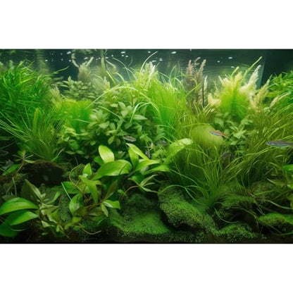 Underwater Aquarium Background Diverse Collection of Aquatic Plants Fish Tank Background Lush Green Seagrass Aquarium Terrarium Background Jungle Style Reptile Habitat Background Vinyl 24x16in - color: Grass Green, size: 24(W)x16(H)in