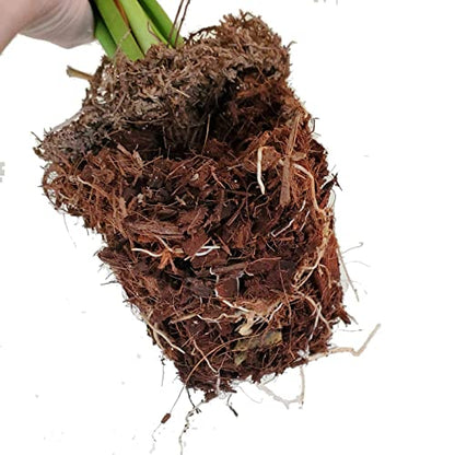 Noot Indoor Coconut Chips Husk Bark Potting Mix Coco Coir Brick. Avoid Root Rot with Fast Draining Soil. Houseplant, Monstera, Fiddle Leaf Fig, Orchid. Hydrate in Bag for ~ 2 Gal. - size: Husky Mix