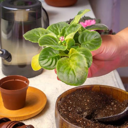 African Violet Potting Soil Mix 1qt, Pre-Mixed Acid Soil Ideal for African Violets to Ensure Optimal Nutrient Uptake and Vibrant Blooms - color: African Violet soil, size: 1QT