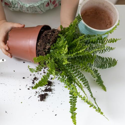 Doter Potting Soil Mix for Fern 10qt, Custom Hand Blended Mixture Suitable for Indoor/Outdoor Potted Fern Plant - size: 10qt