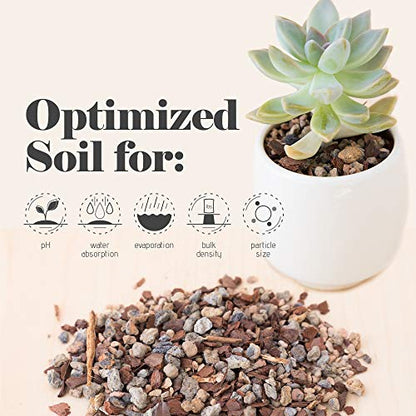 Bonsai Jack Succulent, Cactus and Bonsai Soil - Jacks Gritty Mix - 6 Gallons – Fast Draining – Fight Root Rot – Optimized pH - size: 6 Gallon (24 Dry Quarts)