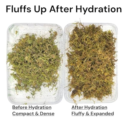 Sphagnum Moss Substrate for Reptiles & Terrariums (1)
