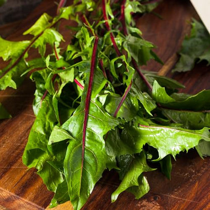 Seed Needs Garnet Stem Dandelion Seeds to Plant Heirloom & Non-GMO 2 Packs - size: 2 Packs, style: Garnet Stem Dandelion