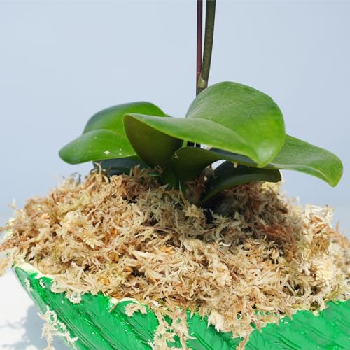5.5oz Sphagnum Moss for Plants, Premium Compressed Sphagnum Moss for Orchids - size: 5.5 ounce