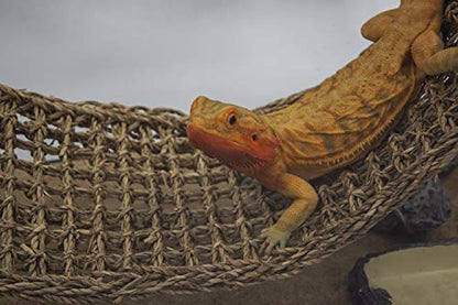 PENN-PLAX Reptology Lizard Lounger – 100% Natural Seagrass Fiber – Great for Bearded Dragons, Anoles, Geckos, and Other Reptiles – Extra Large - size: X-Large (Pack of 1)
