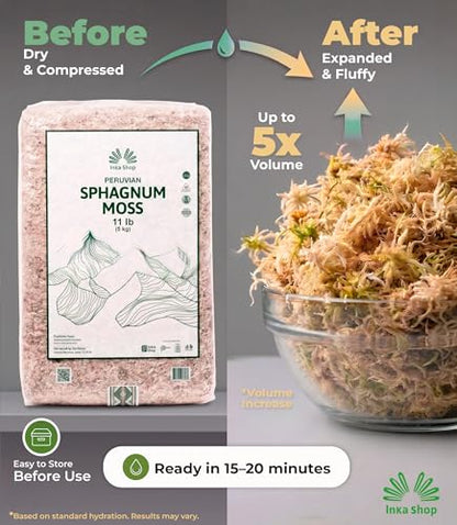 Long Fiber Sphagnum Moss for Indoor Plants Peruvian Orchid Moss Ultra Clean Odor Free Fast Expanding Moisture Retention Airy Drainage for Aroids Carnivorous Plants Terrarium Reptile Bedding (11lb) - size: 11lb