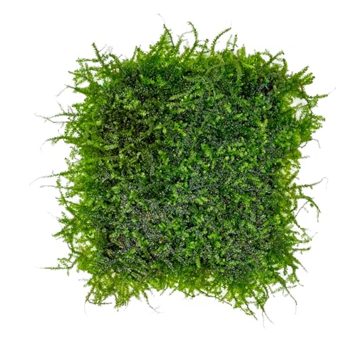 SubstrateSource Mini Christmas Moss on Steel Mesh Live Aquarium Plant - Freshwater Fish Tank Decorations for Natural Décor - color: Mini Christmas - Stainless Steel, size: 1 Pack