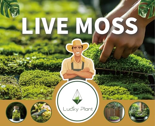LUCKYRUNES Live Moss for Terrarium Bedding & Reptile Enclosures | Moisture-Holding Layer, Humid Hide Accent, Forest-Floor Look, Easy to Trim, For Frogs, Geckos, Turtles, Snakes