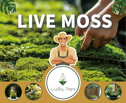 LUCKYRUNES Live Moss for Terrarium Bedding & Reptile Enclosures | Moisture-Holding Layer, Humid Hide Accent, Forest-Floor Look, Easy to Trim, For Frogs, Geckos, Turtles, Snakes