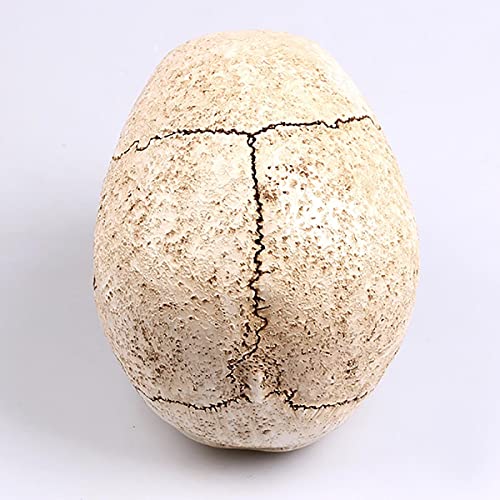 1:1 Resin Skull Head Model Simulation Skeleton Head Medical Skull Art Copy for Halloween Decor