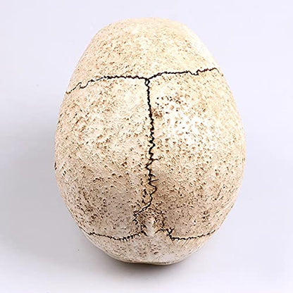 1:1 Resin Skull Head Model Simulation Skeleton Head Medical Skull Art Copy for Halloween Decor