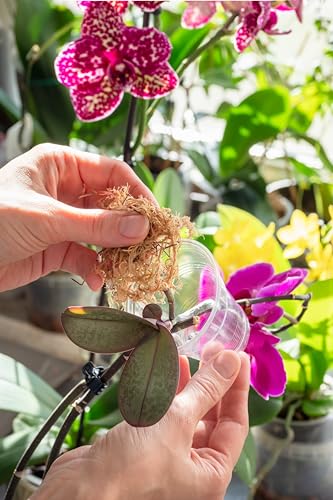 Better-Gro Sphagnum Moss - 100% Natural, Long-Fiber Moss for Orchids, Ferns, and Hostas, Excellent for Hanging Baskets and Propagating Plants - 240 Cubic Inches - size: Single