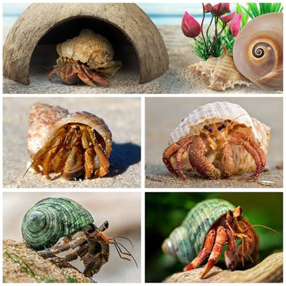 QUOZUO Hermit Crab Shells - Natural Coconut Shell Hut with Artificial Plants, Seashells for Crab Tank Hideouts - 22 PCS