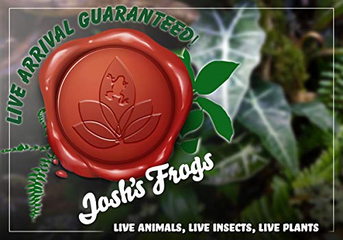 Josh's Frogs Desert Plant Kits for Arid Bioactive Terrariums (Medium) - size: Medium