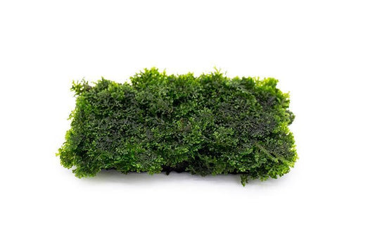 SubstrateSource Live Aquarium Plants on Driftwood, Lava Rock, Moss, Fiber Mat - Freshwater Fish Tanks - Easy, Beginner Friendly (Mini Pellia on Stainless Steel Mesh, (1 Pack)) - color: Mini Pellia - Stainless Steel, size: 1 Pack