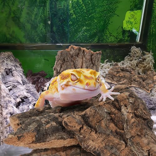 NUOBESTY 10pcs Cork Bark for Reptiles Natural Tree Bark Decor Lizard Climbing Platform Turtle Basking Terrarium Decorations