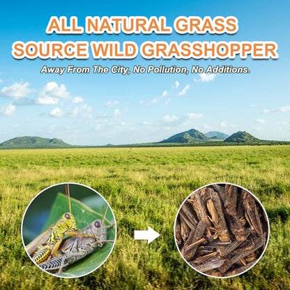 Dried Grasshoppers for Reptiles - All Natural High Protein Insect Treats for Bearded Dragons, Turtles, Geckos, Lizards, Hedgehogs & Birds (3.5oz)