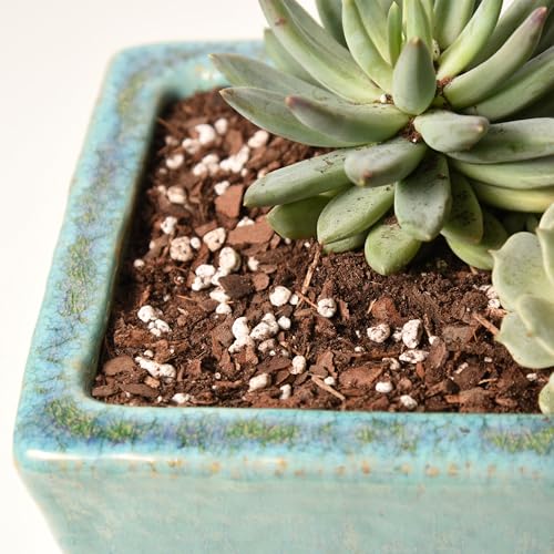 Succulent & Cactus Soil Mix by Perfect Plants (8QTS) - size: 8 quarts