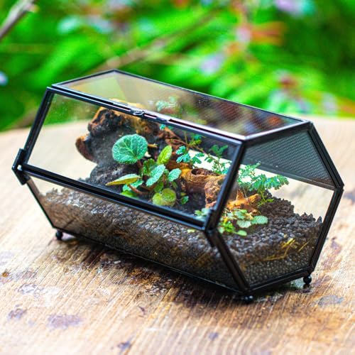 NCYP Small Glass Enclosure Terrarium with Mesh & Door for Tiny Beetle - Hexagon Jumping Spiders Vented Glass Terrarium 7.87'' x 4.52'' x 3.93'', Black (Plants Not Include) - size: 7.87'' x 4.52'' x 3.93''